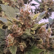 Auto Big Devil feminised Ganja Seeds