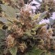 Auto Big Devil feminised Ganja Seeds - 2 насінини