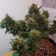 Auto Big Devil feminised Ganja Seeds - 2 насінини