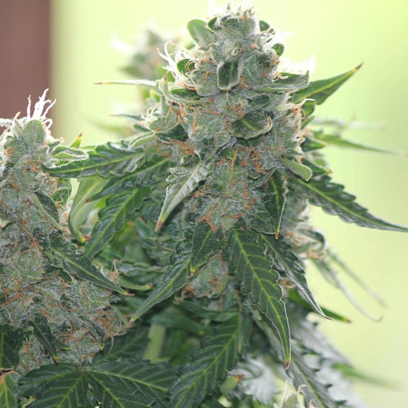White Dwarf feminised Ganja Seeds - 477 насінин