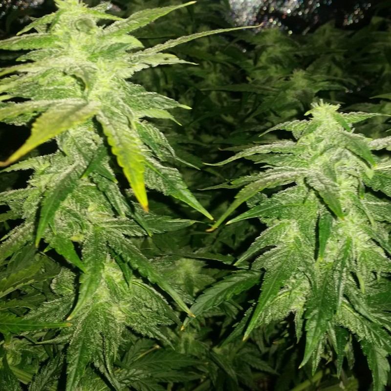 White Widow x Great White Shark feminised Ganja Seeds - 2 насінини