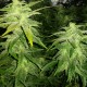 White Widow x Great White Shark feminised Ganja Seeds - 2 насінини