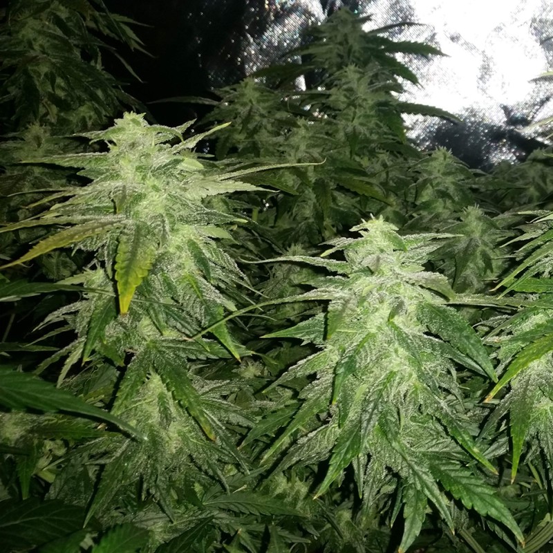 White Widow x Great White Shark feminised Ganja Seeds - 2 насінини