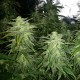 White Widow x Great White Shark feminised Ganja Seeds - 2 насінини