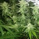 White Widow x Great White Shark feminised Ganja Seeds - 2 насінини