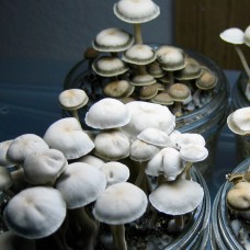 Panaeolus Cambodginiensis