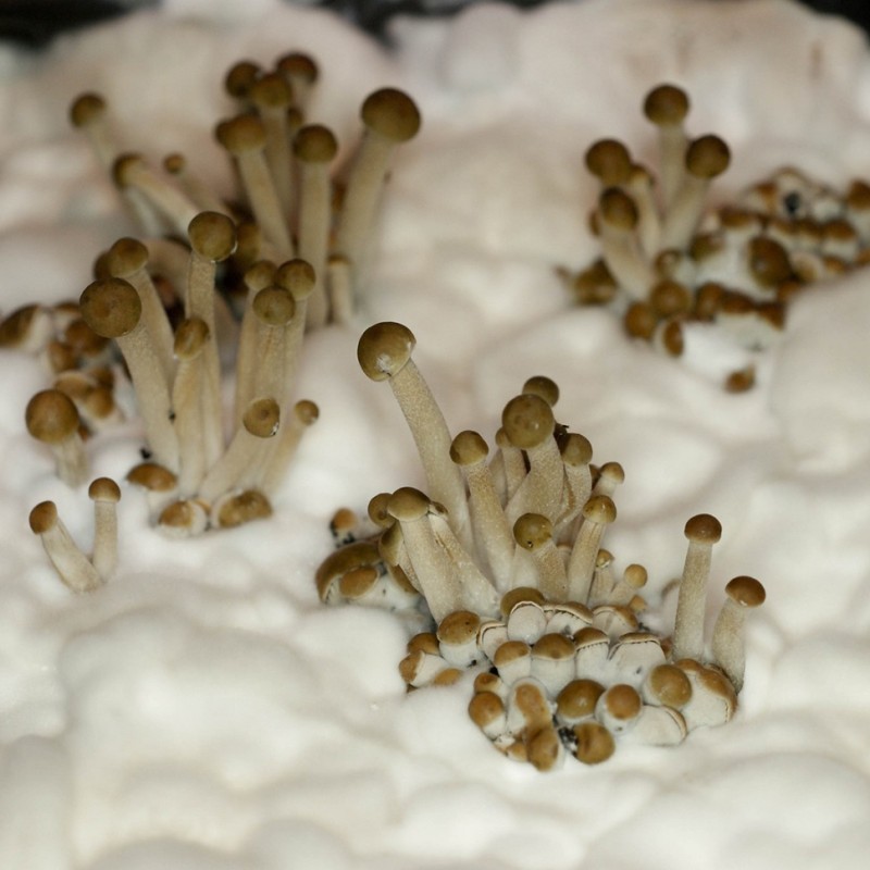 Panaeolus Cambodginiensis
