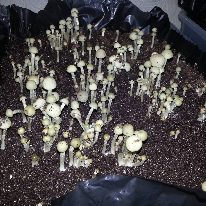 Panaeolus Cambodginiensis