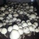 Panaeolus Cambodginiensis