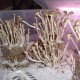 Panaeolus Cambodginiensis