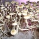 Panaeolus Cambodginiensis