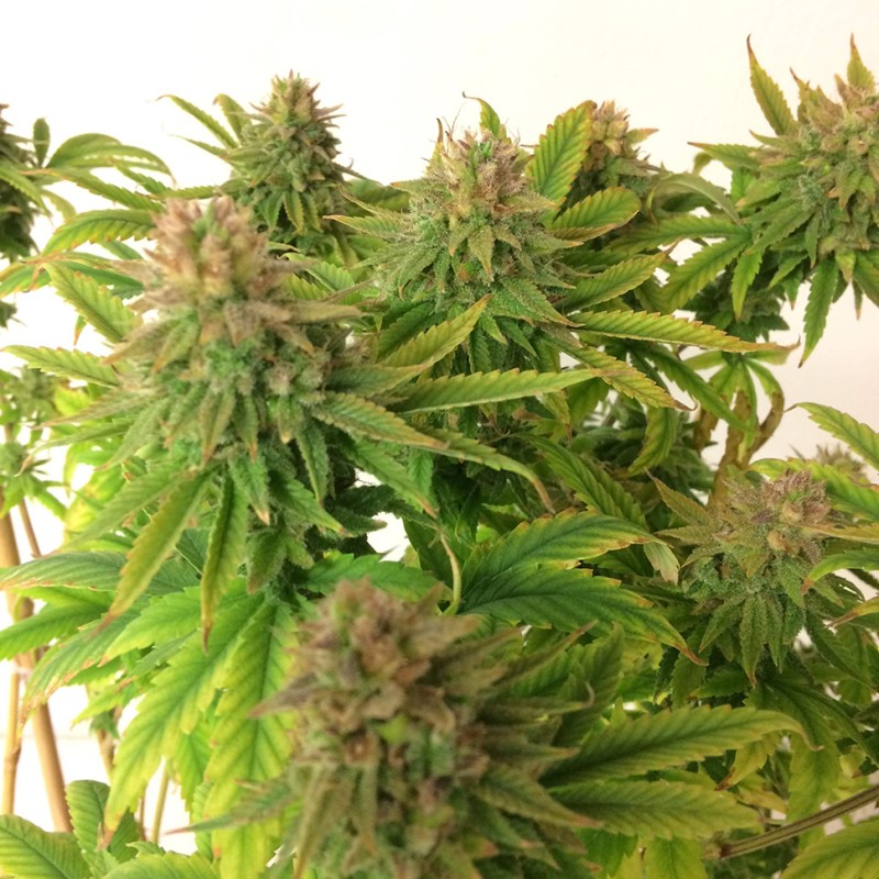 Auto Mass feminised Ganja Seeds - 2 насінини