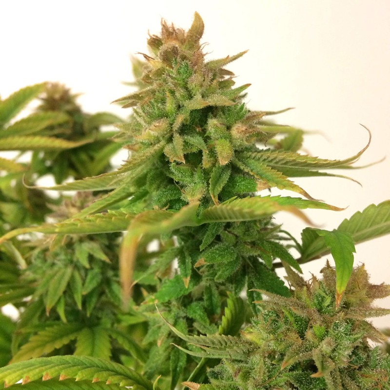 Auto Mass feminised Ganja Seeds - 2 насінини