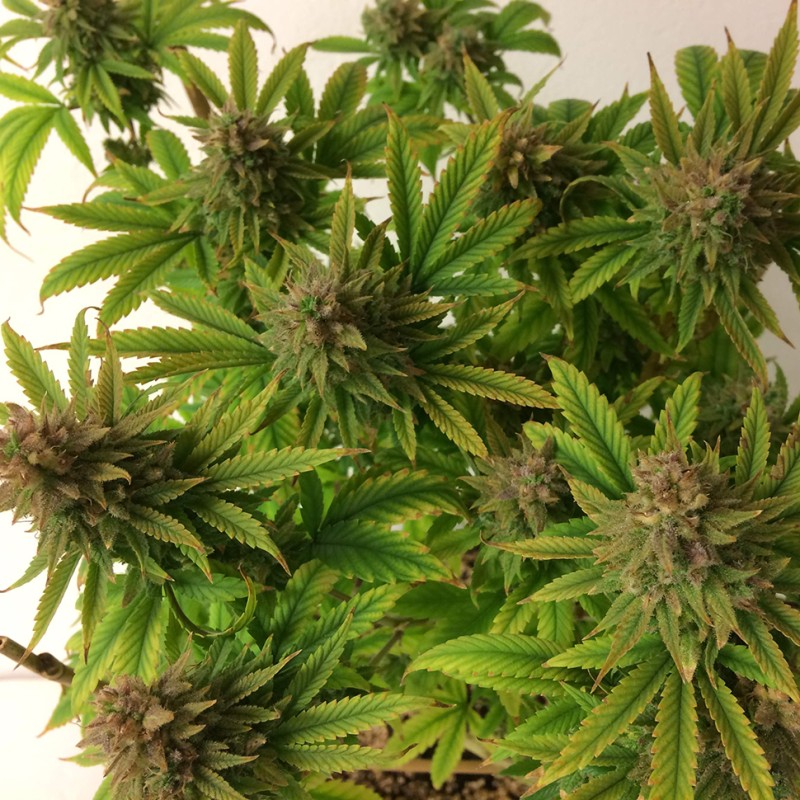 Auto Mass feminised Ganja Seeds - 2 насінини