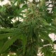 Auto Mass feminised Ganja Seeds - 2 насінини