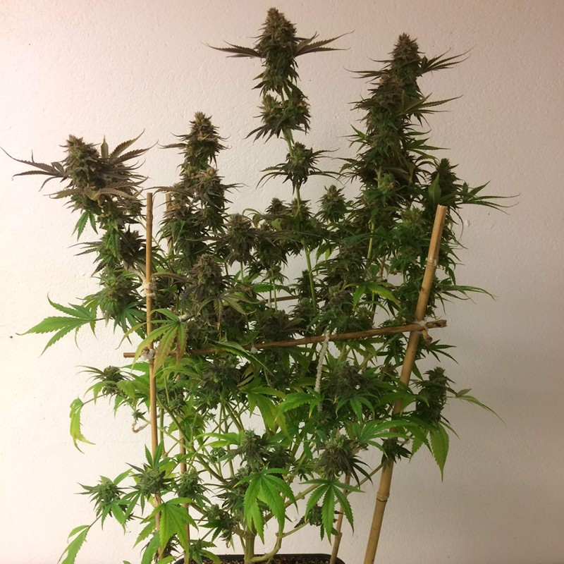Auto Mass feminised Ganja Seeds - 2 насінини