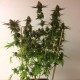 Auto Mass feminised Ganja Seeds - 2 насінини