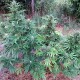 Auto Bubble Gum feminised Master Seed - 10 насінин