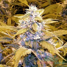 Auto Bubble Gum feminised Master Seed