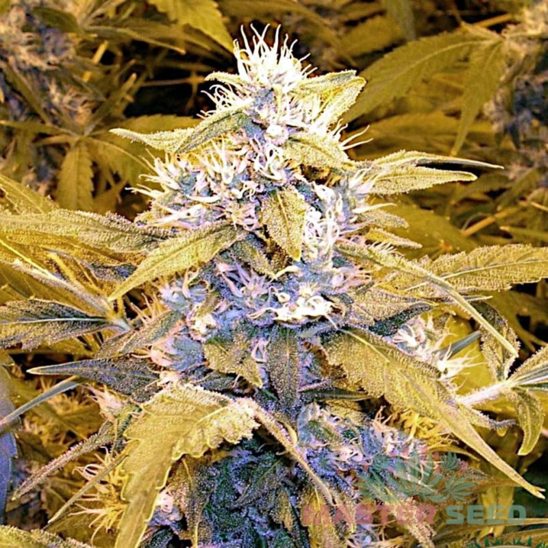Auto Bubble Gum feminised Master Seed - 10 насінин