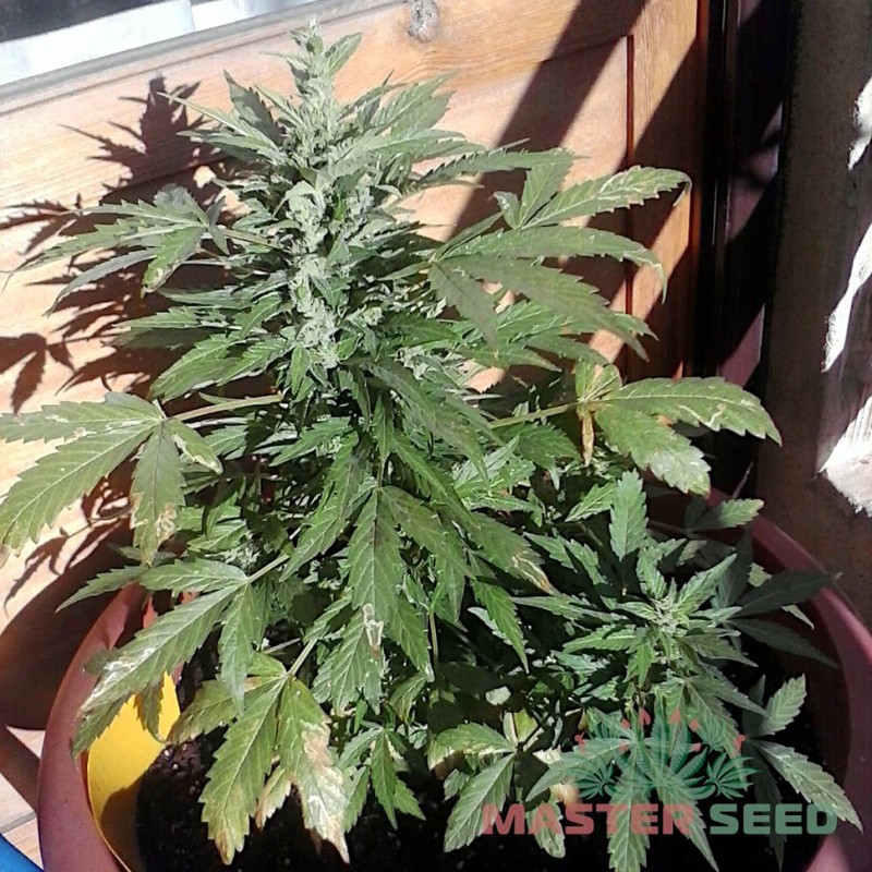 Auto Bubble Gum feminised Master Seed - 10 насінин