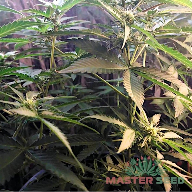 Auto Bubble Gum feminised Master Seed - 10 насінин