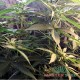 Auto Bubble Gum feminised Master Seed - 10 насінин