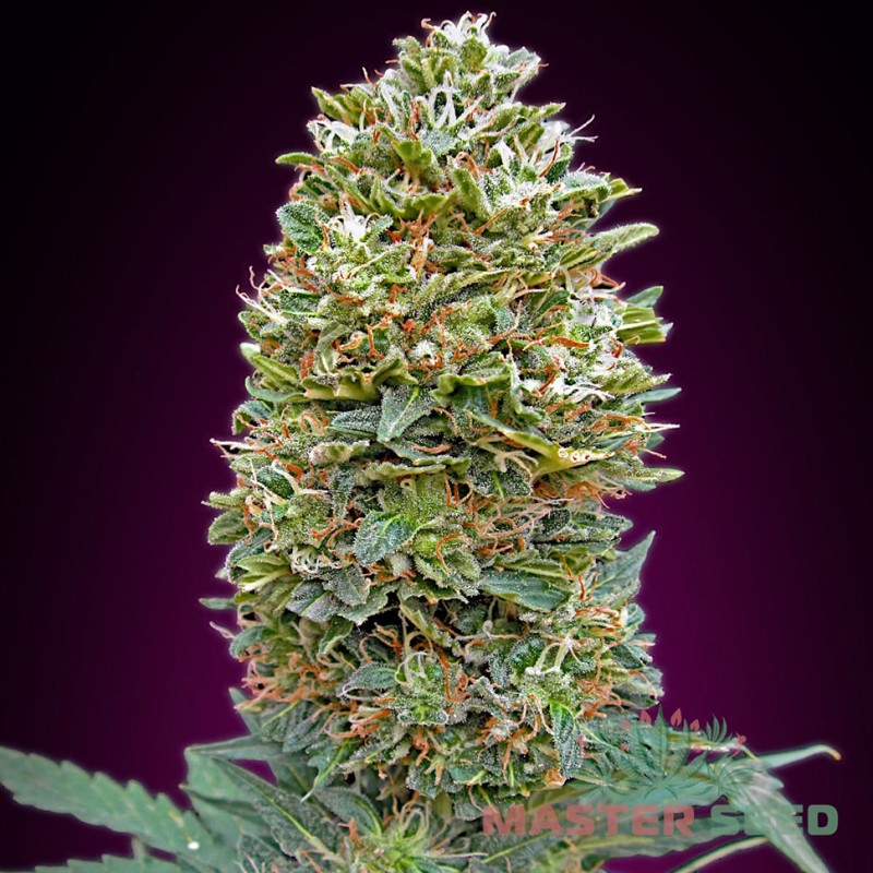 Auto Bubble Gum feminised Master Seed - 10 насінин