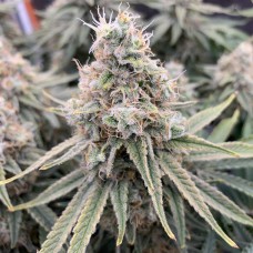 Super Skunk feminised  Victory Seeds