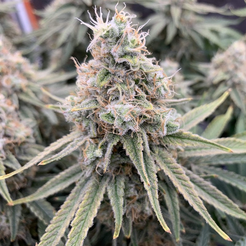 Super Skunk feminised  Victory Seeds