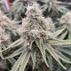 Super Skunk feminised  Victory Seeds