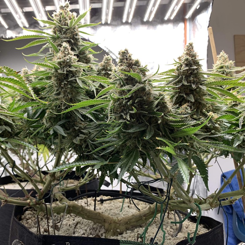 Super Skunk feminised  Victory Seeds