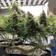 Super Skunk feminised  Victory Seeds