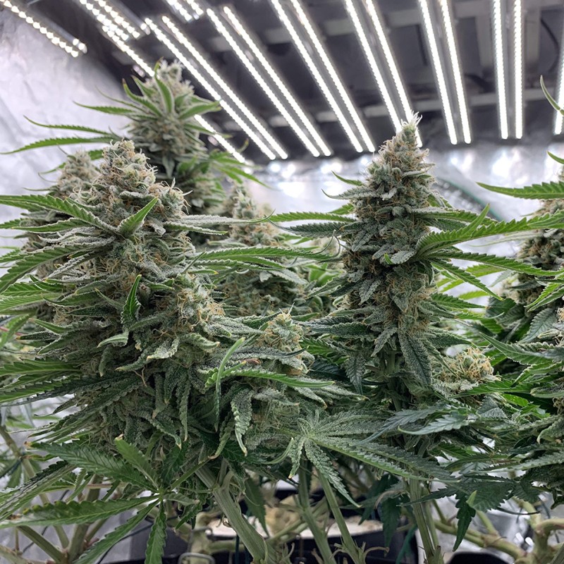 Super Skunk feminised  Victory Seeds