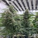 Super Skunk feminised  Victory Seeds