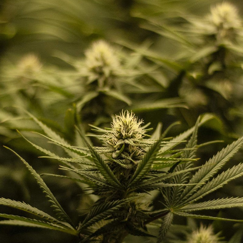 Auto Fruit feminised GanjaLiveSeeds