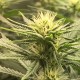Auto Fruit feminised GanjaLiveSeeds