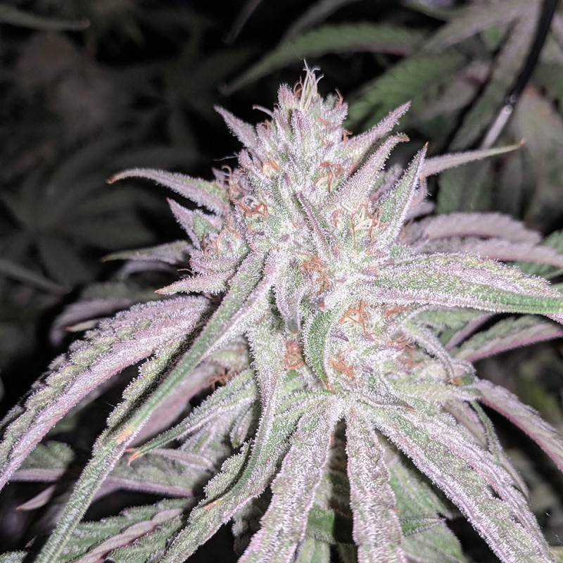 Auto Fruit feminised GanjaLiveSeeds