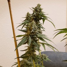Auto Fruit feminised GanjaLiveSeeds
