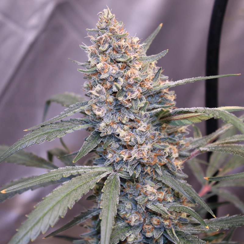 Auto Gorilla Girl XL feminised Ganja Seeds