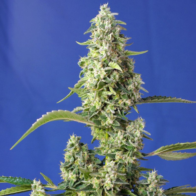 Auto Gorilla Girl XL feminised Ganja Seeds