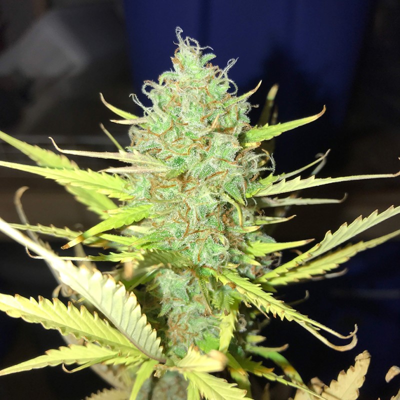 Auto Diesel Ryder feminised Ganja Seeds - 2 насінини