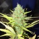 Auto Diesel Ryder feminised Ganja Seeds - 2 насінини
