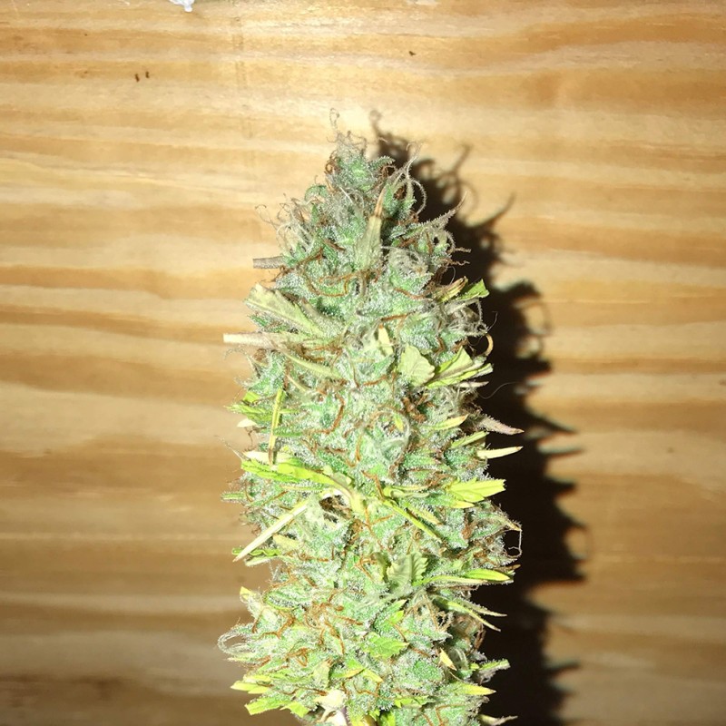 Auto Diesel Ryder feminised Ganja Seeds - 2 насінини