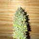 Auto Diesel Ryder feminised Ganja Seeds - 2 насінини