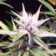 Auto Diesel Ryder feminised Ganja Seeds - 2 насінини