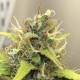 Auto Diesel Ryder feminised Ganja Seeds - 2 насінини