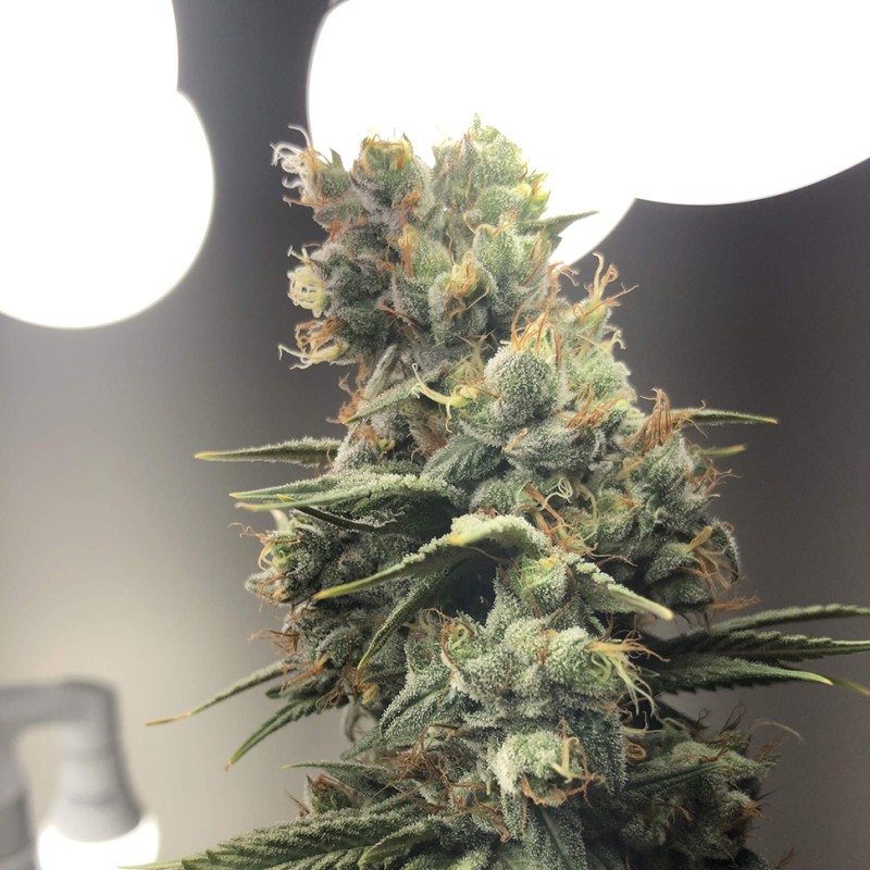 Auto Diesel Ryder feminised Ganja Seeds - 2 насінини