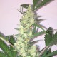 Auto Diesel Ryder feminised Ganja Seeds - 2 насінини