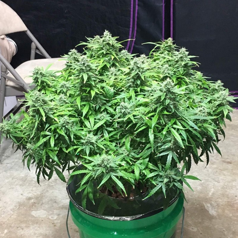 Auto Diesel Ryder feminised Ganja Seeds - 2 насінини